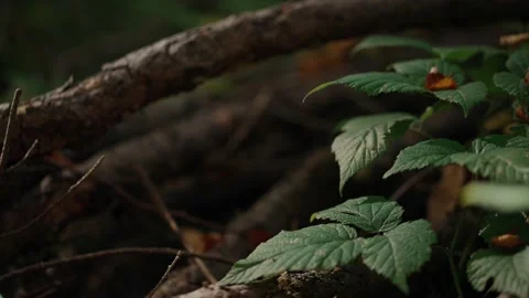 Forest leaves shining in the sun Stock Footage 194134216