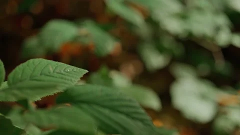 Forest leaves shining in the sun Stock Footage 194134286