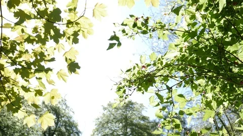 Forest Leaves In The Sunlight Stock Footage 91185267