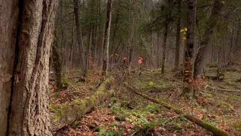 Forest Left 스톡 동영상 144691779