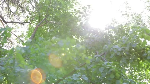 Forest Lens Flare Video stock 43343889