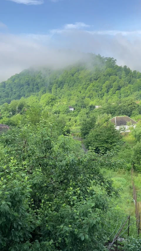 Forest in Lerik Stock Footage 330169590