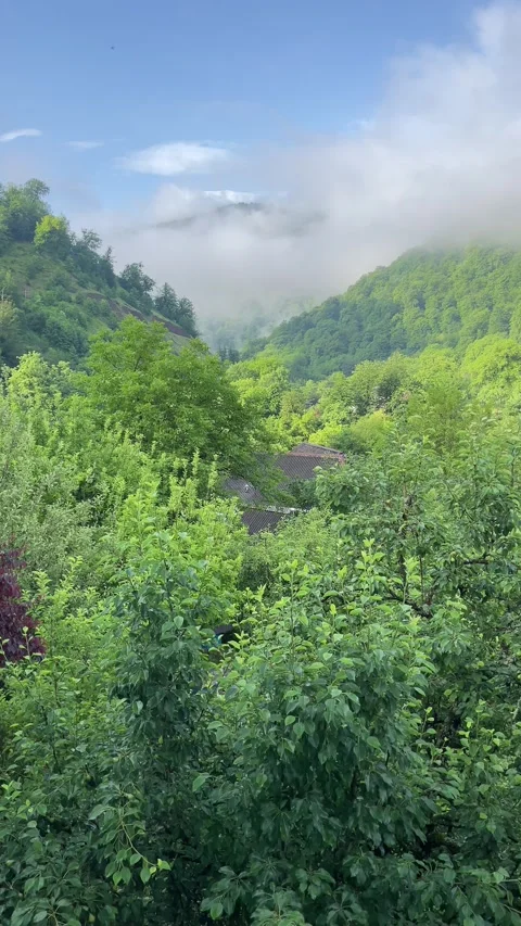 Forest in Lerik Stock Footage 330169599