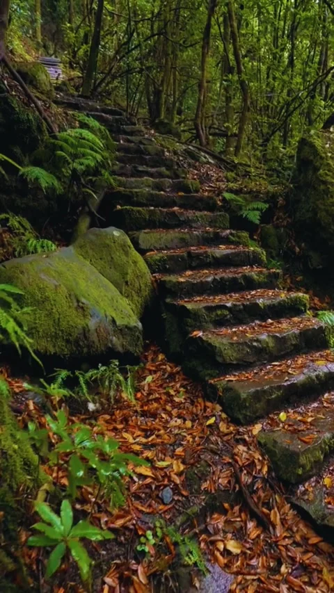Forest Levada Water Stream Green Foliage Peaceful Nature Walk Trail Motion Stock Footage 320276726