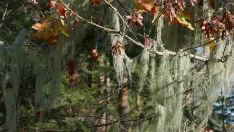 Forest Lichen Moss, Old Mans Beard Natural Outdoor Fungus Close Up Stock Footage 151570029