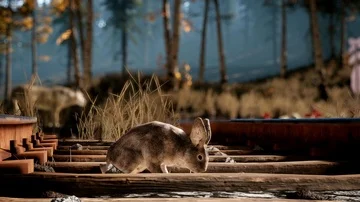 Forest Life 1 Stock Footage 86072895