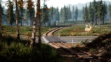 Forest Life 2 Stock Footage 86074082