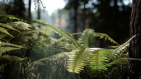 Forest Life 3 Stock Footage 86093497