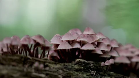 Forest life mushrooms growing on tree stump. Pink mushrooms close up dolly shot. Stock Footage 161277548