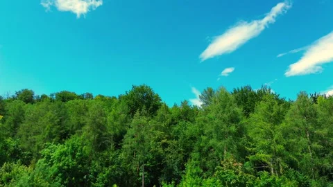 Forest with light blue cloudy sky Stock Footage 313234549