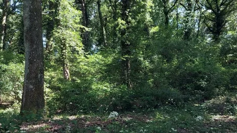 Forest with light breeze Stock Footage 247083575