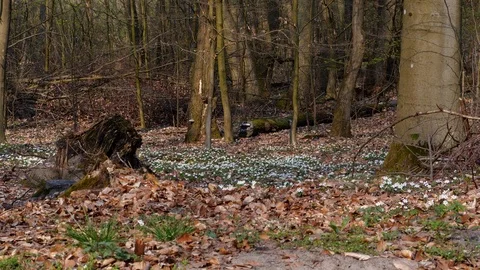 Forest with light changing and wild Flowers Stock Footage 105951707
