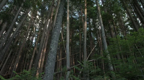 Forest-Light-Climate-Change-Weather-Trees-Time-Lapse-TL Stock Footage 34129491