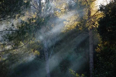 Forest with the light on the fog Stock Photos