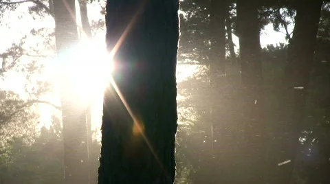 Forest light Stock-Footage 729067