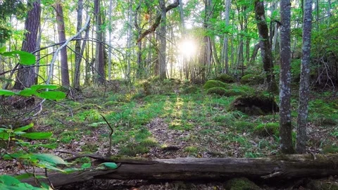 Forest light Stock Footage 285231611