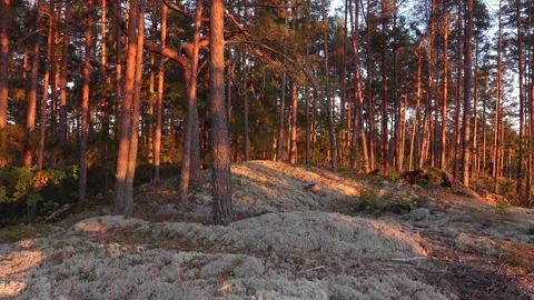 Forest light Video stock 285508194