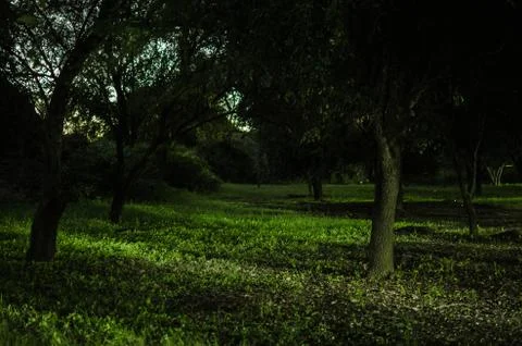 Forest in the light of the night, group of trees inside the shadows in the li Stock Photos