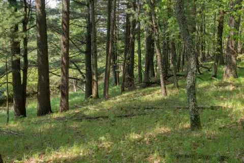 Forest light Stock Photos