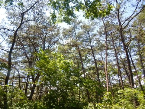 Forest Light Stock Photos