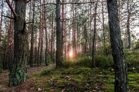  Forest light Stock Photos