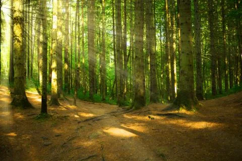 Forest with light Stock Photos
