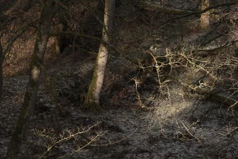 Forest light Stock Photos