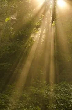 Forest light Stock Photos