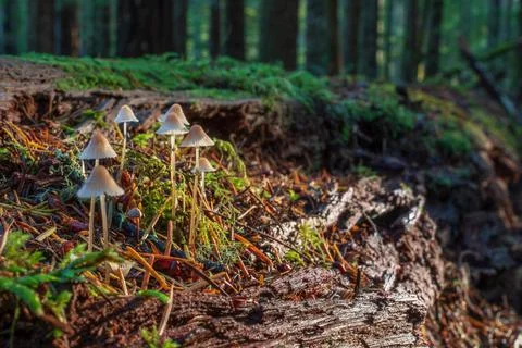 Forest Light Stock Photos