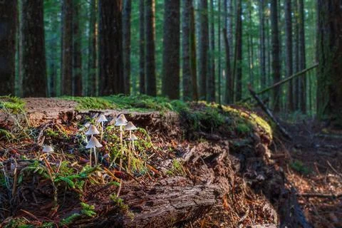Forest Light Stock Photos