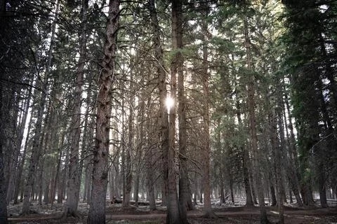 Forest light Stock Photos