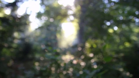 Forest light rays 库存影片 93355637