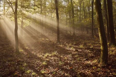 Forest with light rays Stock Photos