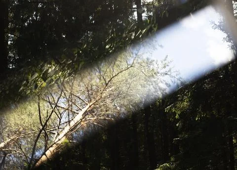 Forest with light streak distortion creating abstract glitch effect. Sunlight Stock Photos