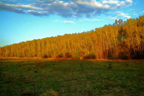 Forest in the light of the sunset in spring Stock Photos