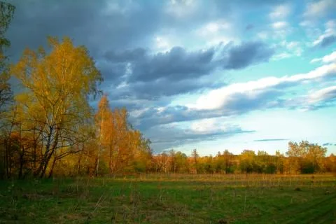 Forest in the light of the sunset in spring Foto stock