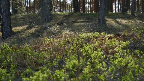 Forest light windy, afternoon sunlight, 4K video. Stock Footage 90842737