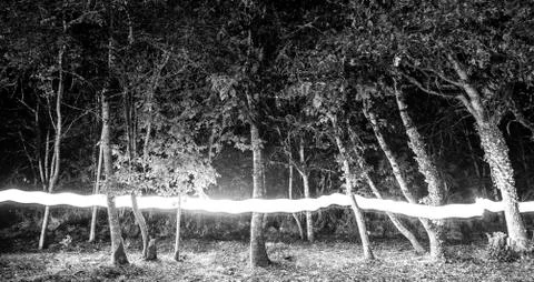 Forest with lightpainting Stock Photos