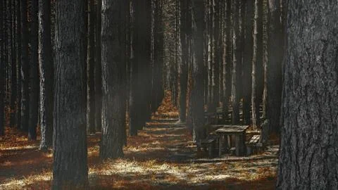 Forest Lights Stock Photos