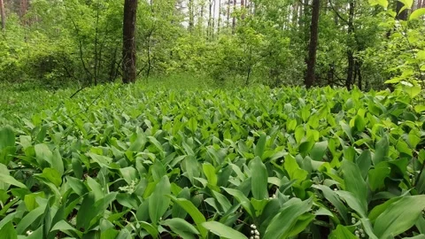 Forest lilies of the valley Stock Footage 130930028