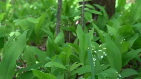 Forest lilies of the valley, Stock Footage 131049401
