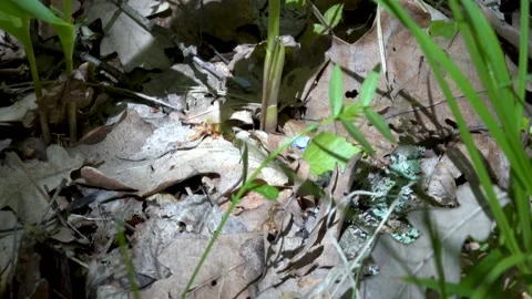 Forest lilies of the valley, Stock Footage 131054177