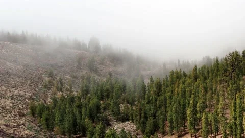 Forest line Stock Footage 208122404