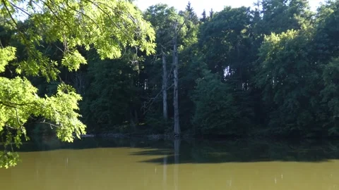 Forest line reflection on calm lake water Stock Footage 339350918