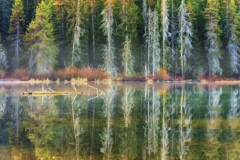 Forest lined Lake Stock Photos