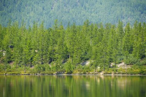Forest-lined lakeshore with distant mountains Stock Photos