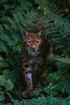 Forest linx is looking to you Stock Photos