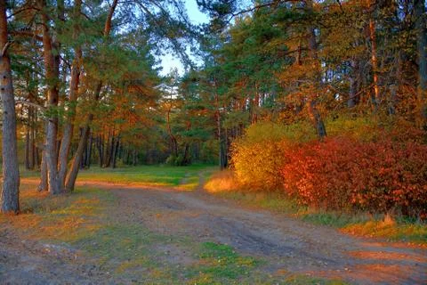 Forest lit by the bright rays of the sun.	2 Stock Photos