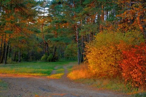 Forest lit by the bright rays of the sun.	 Stock Photos