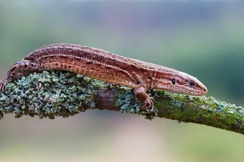 Forest lizard on branch which is covered with lichen Stock Photos